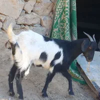 گوسفند وبزغاله|حیوانات مزرعه|دینور, |دیوار