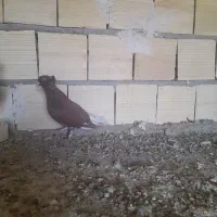 کبوتر|پرنده|بافق, |دیوار