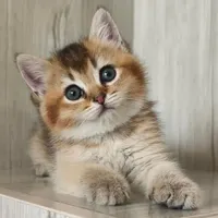 واگذاری گربه ( به خانم )