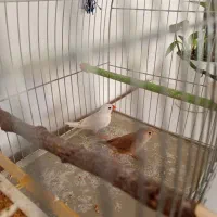 فنچ خانگی|پرنده|بیرجند, |دیوار