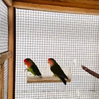 جفت طوطی|پرنده|بندر کنگان, |دیوار