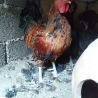 خروس... جوجه. خروس|حیوانات مزرعه|اردکان, |دیوار