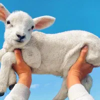 تلقیح مصنوعی گاوگوسفند بز