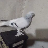 خواهان ترکیه نر به این کبوتر