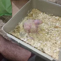 جفت مولد عروس هلندی و طوطی برزیلی|پرنده|باقرشهر, |دیوار