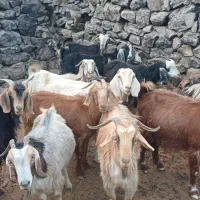 بزداشتی|حیوانات مزرعه|دهدشت, |دیوار