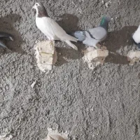 کبوتر پرشی|پرنده|تربت‌حیدریه, پائین ولایت|دیوار