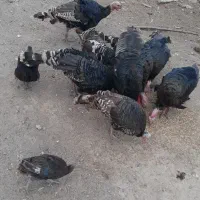 بوقلمو