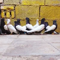 رنگی ۱۱عدد دوری دورشت تکی ندارم یکشون ماده هست