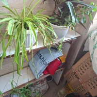 گل طبیعی و در حال رشد|گل و گیاه طبیعی|ارومیه, |دیوار