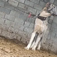 سگ افغان سرابی واگذاری