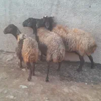 سه عدد گوسفند جوان آبستن باب خاندار۱۳۸۰۰دونه ای