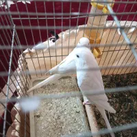 مرغ عشق|پرنده|دوگنبدان, |دیوار