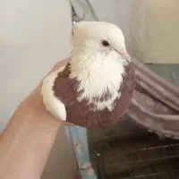 طوق سرخ|پرنده|شیراز, کوشک میدان|دیوار