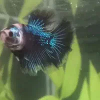 فایتر پلاکت