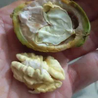 گردوسبز