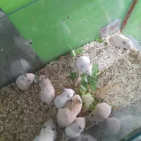 همستر|موش و خرگوش|مشهد, فریزی|دیوار