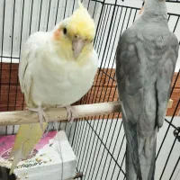 عروس هلندی