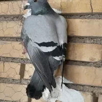 کبوتر|پرنده|گتوند, |دیوار