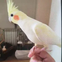 سه عددعروس هلندی بالغ و رام