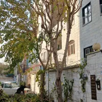 هرس درخت حرفه ای و تمیز|خدمات باغبانی و درختکاری|تهران, الهیه|دیوار