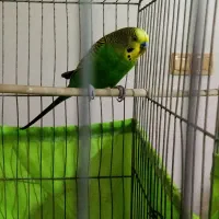 مرغ عشق|پرنده|تهران, شهرک فردوس (حسینی)|دیوار