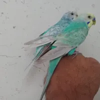 مرغ عشق