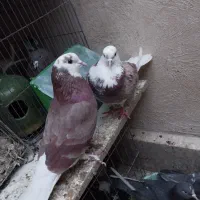 یک جفت شازده هما|پرنده|گلستان (تهران), |دیوار