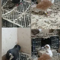 دو جفت رنگه|پرنده|هیرمند, |دیوار