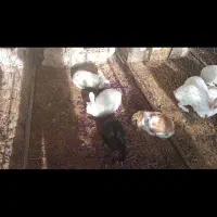 انواع مدل خرگوش|موش و خرگوش|خواف, |دیوار