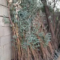 فروش نهال بید درجه یک و برگ پهن