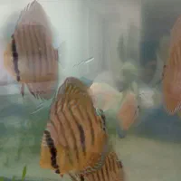 فروش دیسکس سالم و گرد