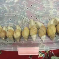 فروش حلزون آلبینو