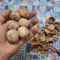 گردو محلی|خوردنی و آشامیدنی|فولادشهر, C4|دیوار