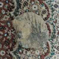 فسیل صدف|جواهرات|اردستان, |دیوار