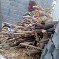 بریدن درختان خشک پذیرفته میشود