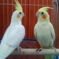 عروس هلندی نیمه دستی