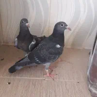 کبوتر معاوضه