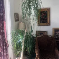 گل آپارتمانی
