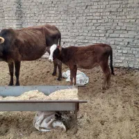 گاو ی گوساله نر در شادگان|حیوانات مزرعه|شادگان, |دیوار