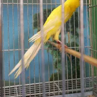 قناری رسمی بلند/موزائیکی/ردفکتور/سوخته|پرنده|تهران, اتابک|دیوار