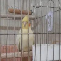 عروس هلندی|پرنده|تهران, وحیدیه|دیوار