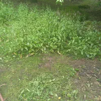 علف تراشی و سم پاشی باغ بادستگاه علف تراش وسم پاش|خدمات باغبانی و درختکاری|کلاچای, |دیوار