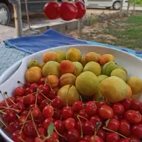 فروش پالت آهنی هندوانه و میوه