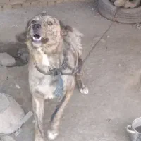 سگ نگهبان
