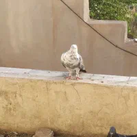 سبز