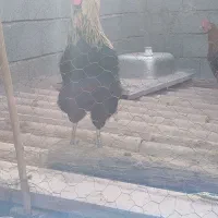 تعدادی خروس محلی فروشی|حیوانات مزرعه|توتکابن, |دیوار