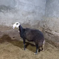بره ماده عتیقه