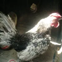 مرغ سبرایت
