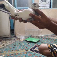 کفترپرشی|پرنده|تهران, اتابک|دیوار